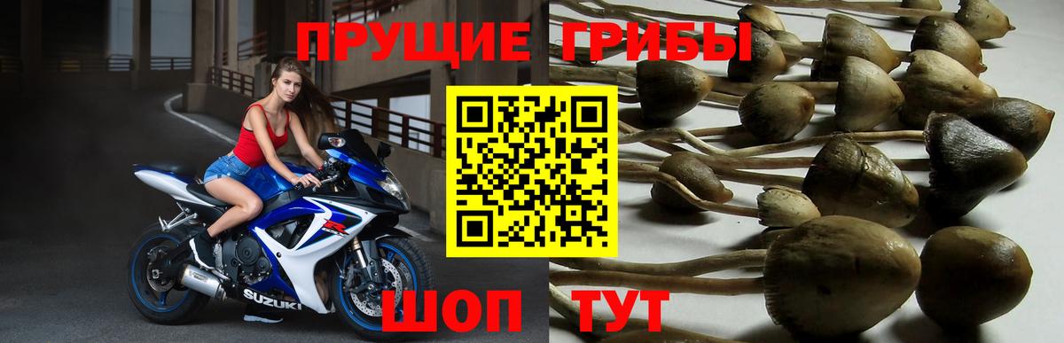 Галлюциногенные грибы прущие грибы  Вход с VPN  Псилоцибиновые грибы ЛСД  Строитель 